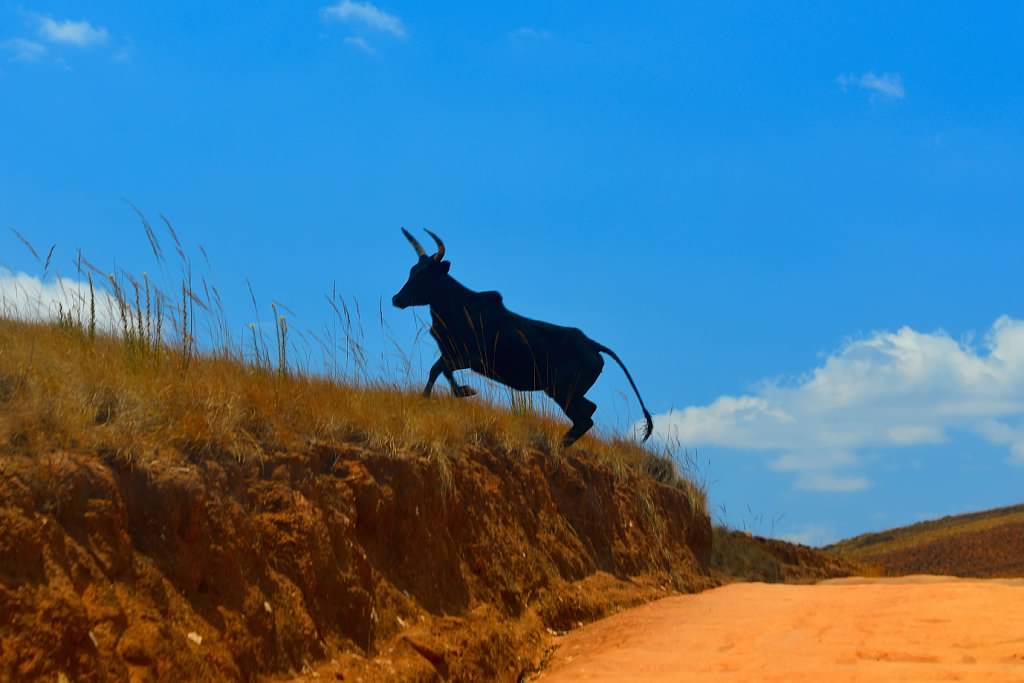 Zebu in Madagascar