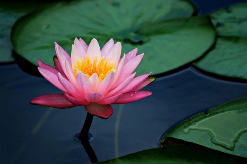 lotus flower